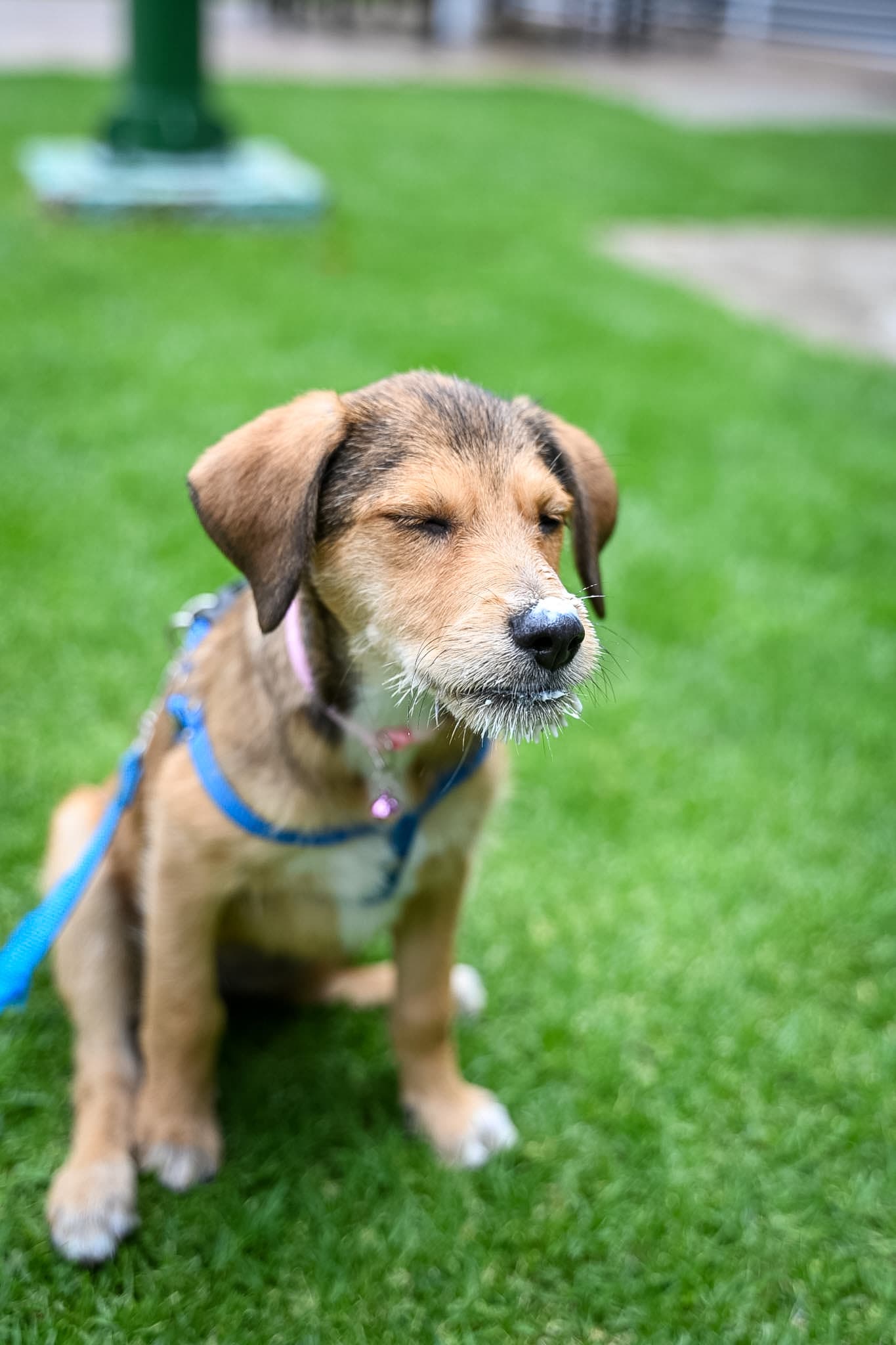 Cachorro recién rescatado en el refugio